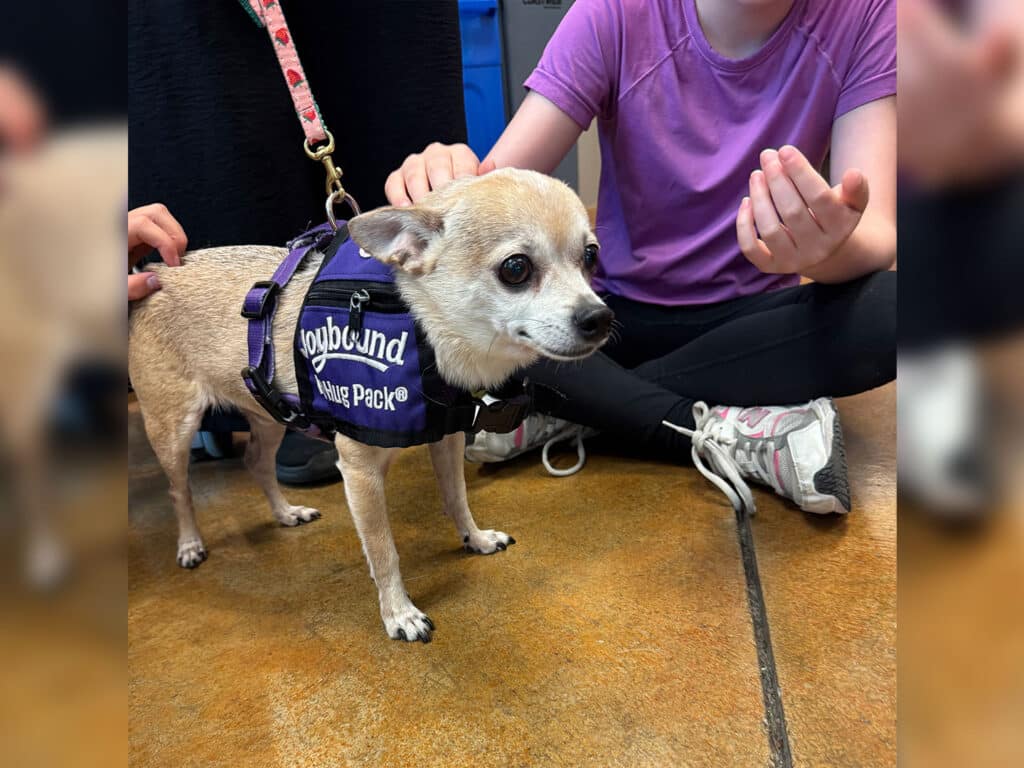 A small tan Chihuahua wearing a blue "Joybound" pet vest stands on a floor. Two people, one wearing a black shirt and the other in a purple shirt, lean down to interact with the dog. The background features blue walls and a soft-focus view of people.