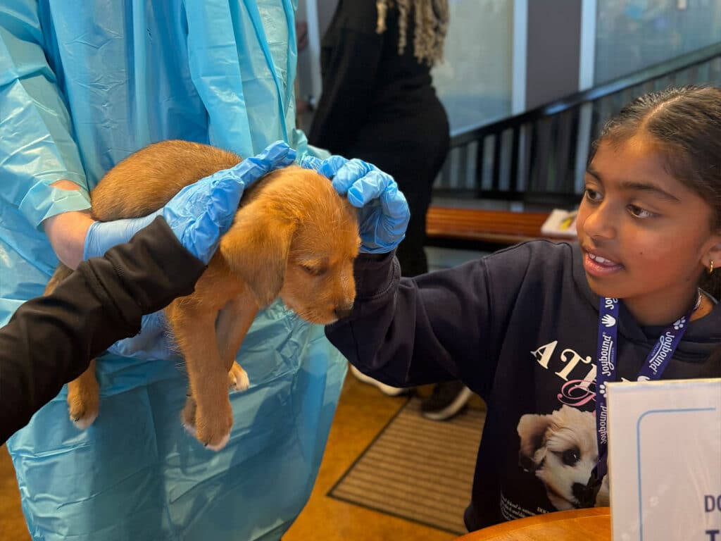 A young girl with long dark hair reaches out to touch a small brown puppy being held by a person in a blue gown and gloves. The background has a modern indoor setting with seating and natural light.