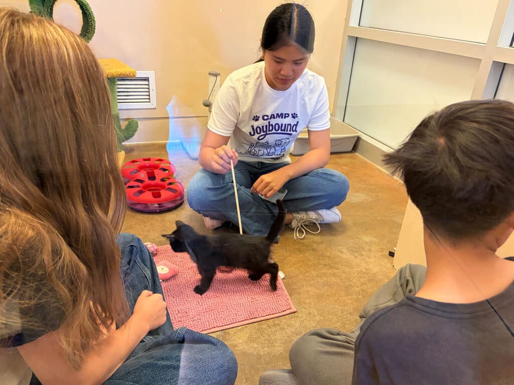 A young person in a Camp Joybound shirt uses a toy on a string to interact with a black kitten on a pink mat. Two other young people sit nearby, watching the interaction, with a cat tree and toys visible in the background.