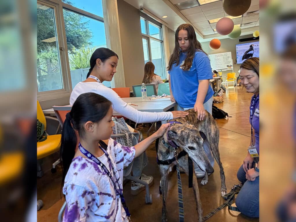 A group of children and adults interact with a gray dog, likely a greyhound, inside a brightly lit room. The children gently pet the dog, while two adults stand nearby, observing the interaction. The setting has colorful decorations and large windows.
