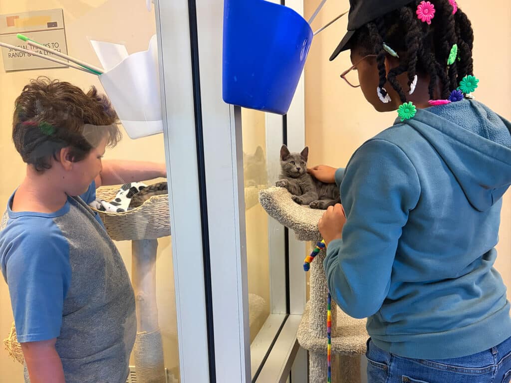 A young boy and girl interact with a gray kitten in an enclosed play area. The boy stands beside a cat tree, while the girl gently pets the kitten resting on a ledge. Bright natural light fills the space, highlighting the playful environment.