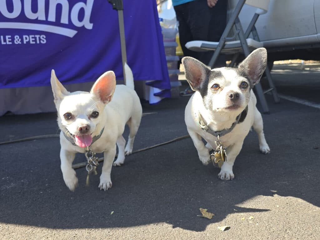 Two small white dogs, one with a pink collar and the other with a gray collar, are walking towards the camera on a paved surface. A purple banner with white text is visible in the background, along with a shaded area and some chairs.