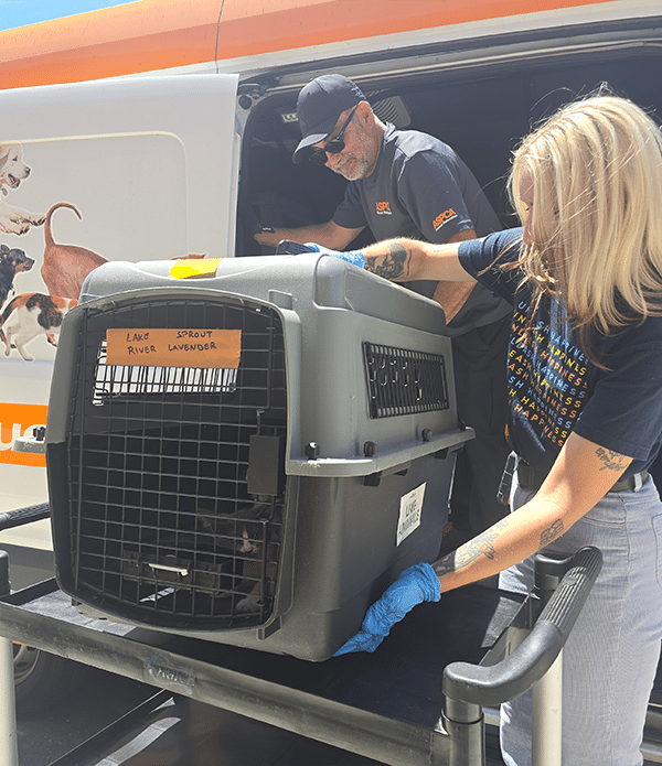 A woman in a blue shirt with gloves lifts a gray animal carrier onto a cart, while a man in a black shirt and cap observes from the side. The background shows a vehicle decorated with images of pets.