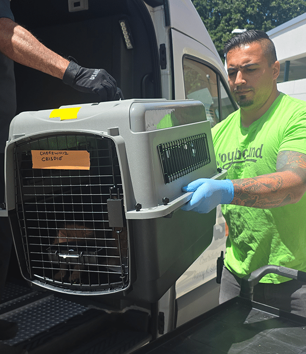 A man wearing a green shirt and blue gloves is holding an animal transport crate as he lifts it from the back of a vehicle. A second person in a black shirt is visible, assisting in the process. The background shows a bright outdoor setting.