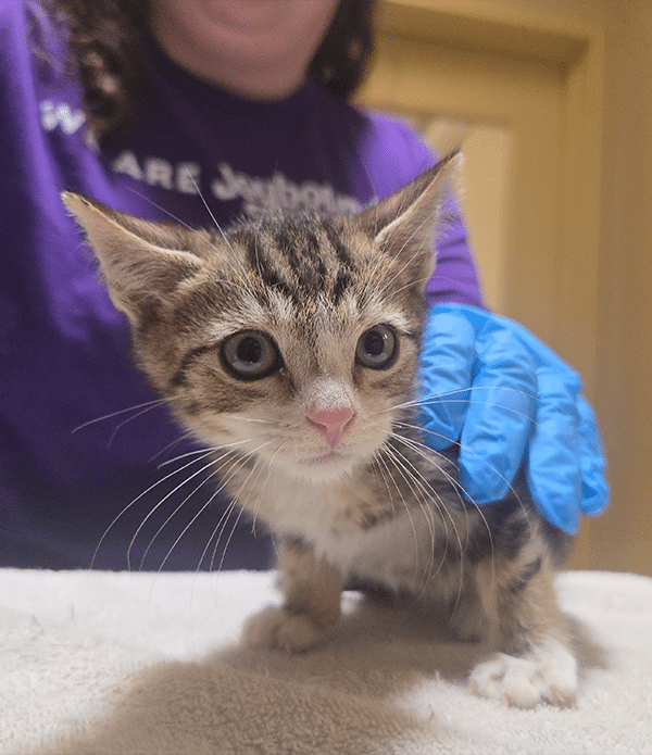 A small tabby kitten with large eyes and a pink nose is standing on a soft surface. A person wearing a blue glove gently holds the kitten's side, and they are partially visible in the image, wearing a purple shirt.