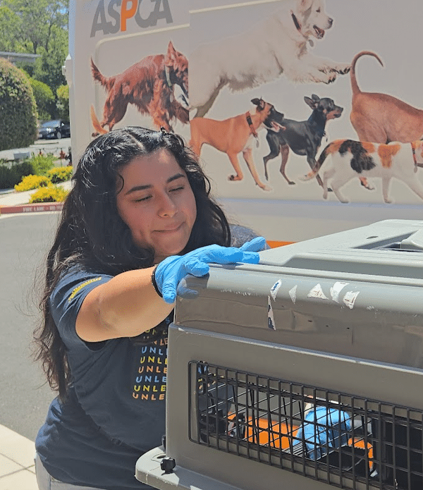 A woman wearing a blue t-shirt and gloves is handling a gray pet carrier. In the background, a colorful mural features various dogs running. The scene takes place outdoors on a sunny day.