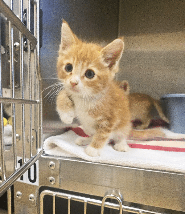 A small orange kitten with white markings stands on a white towel inside a metal cage. The cage has a number tag visible and a blue bowl is seen in the background.
