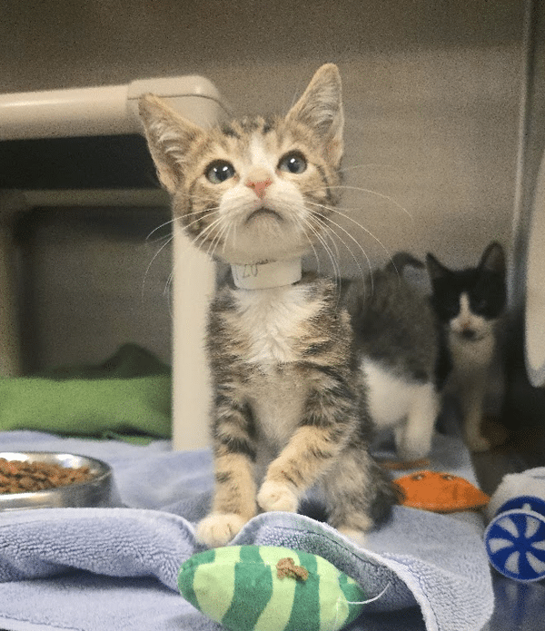 A small tabby kitten with a white collar sits on a light blue towel, looking upward. In the background, a black and white kitten is partially visible near a dish of cat food and small toys scattered on the floor.
