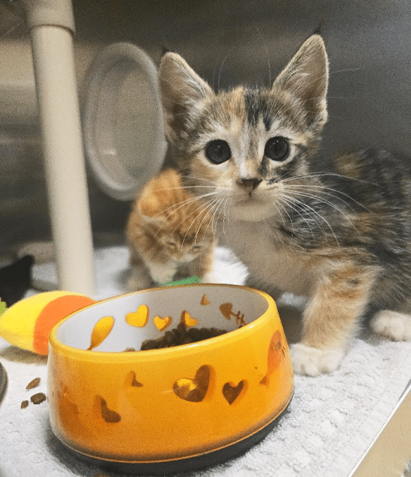 A small calico kitten with large eyes stands near an orange food bowl adorned with heart-shaped cutouts, containing dry cat food. Another kitten with an orange coat is partially visible in the background, both are on a textured blanket.