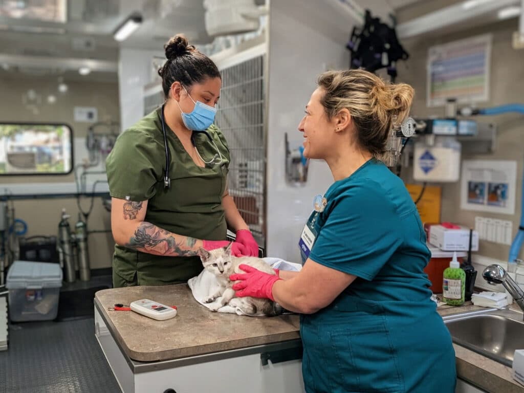 Two veterinary professionals are attending to a cat on a counter inside a mobile clinic. One woman, wearing a green scrubs and a mask, holds the cat, while another woman in teal scrubs uses gloves to assist.