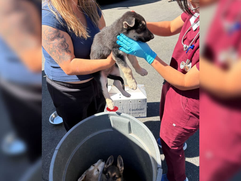 A woman with long hair holds a black and gray puppy above a large trash bin. A second woman in scrubs and gloves reaches toward the puppy. Inside the bin, two additional puppies are visible, resting on the bottom.