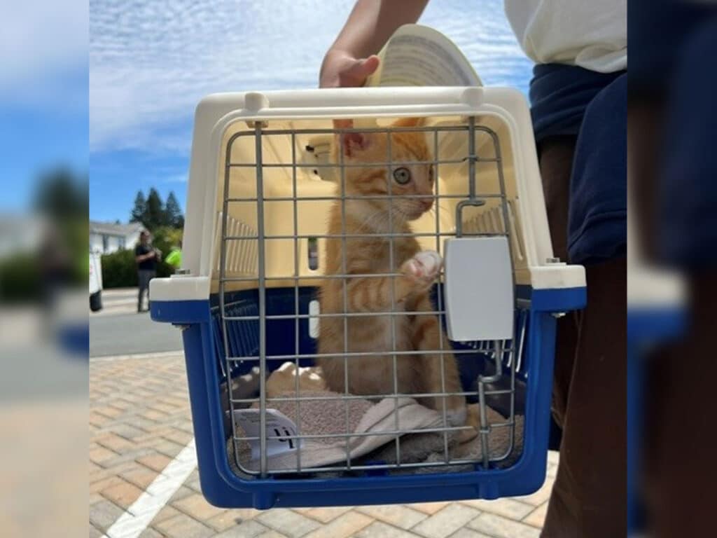 An orange tabby kitten is visible inside a small blue pet carrier held by a person. The kitten appears to be sitting on a soft blanket, with its paw raised against the carrier's wire mesh. The background includes a clear sky and greenery.