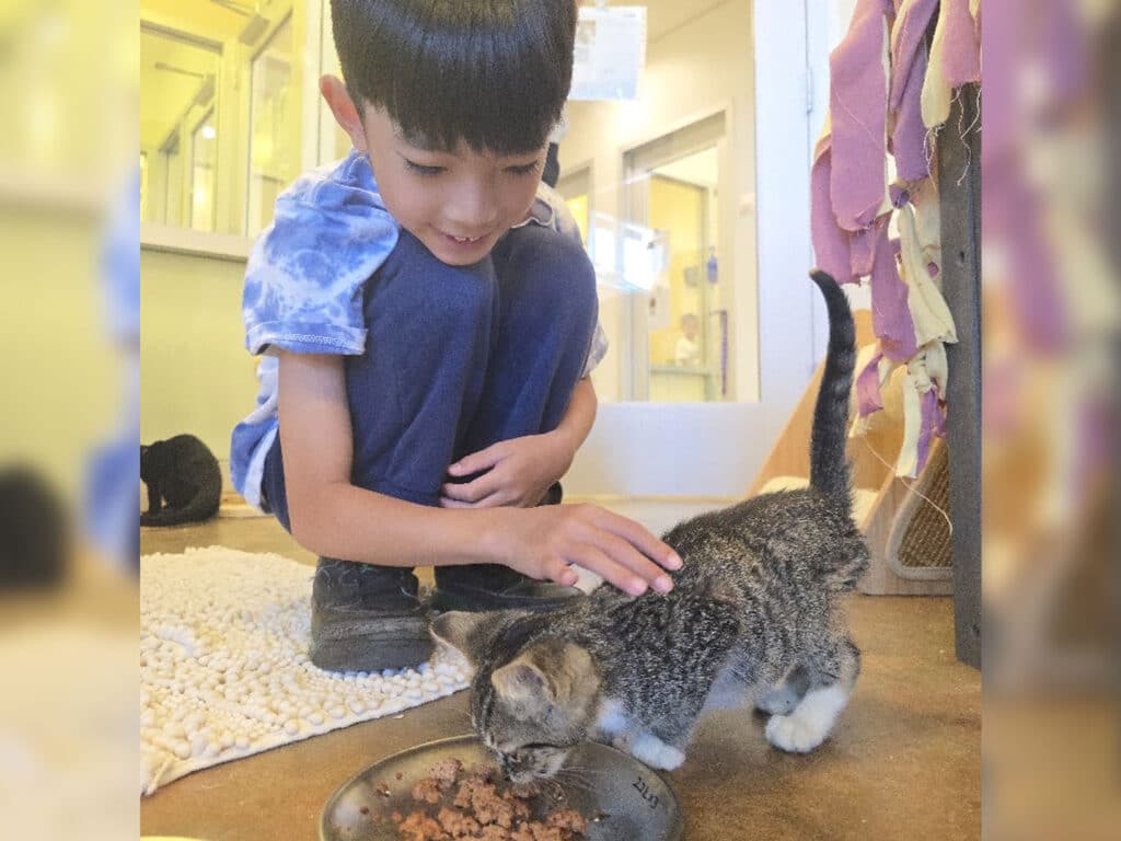 A young boy in a blue tie-dye shirt kneels on the floor, reaching out to gently touch a gray tabby kitten. The kitten is eating from a metal bowl on the ground. The setting appears to be a bright indoor area with animal enclosures in the background.