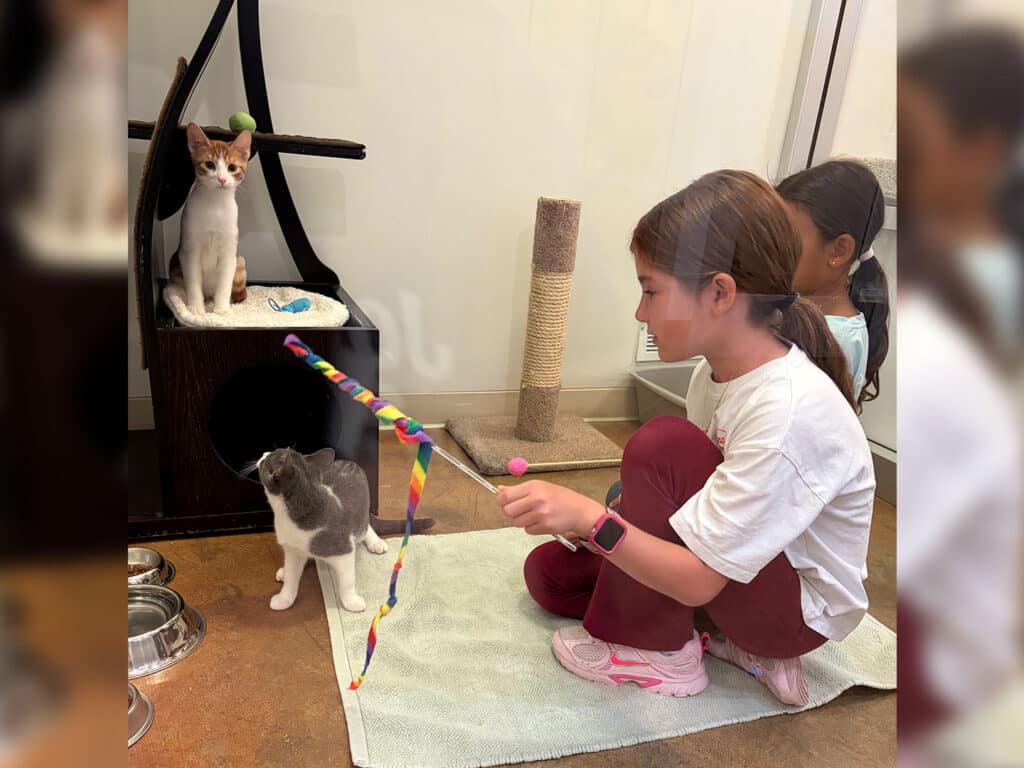 A girl wearing a white shirt and maroon pants kneels on a mat, playing with a wand toy. A gray cat approaches her while an orange and white cat sits on a shelf in the background. Two other children are partially visible behind her.