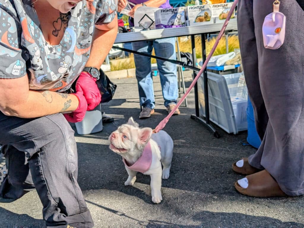 A woman in a patterned shirt kneels beside a small white dog wearing a pink harness. The dog appears curious, looking up at the woman. In the background, tables are set up with pet supplies and food.