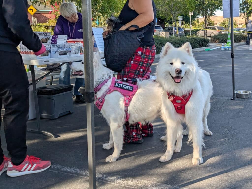 Two white Samoyed dogs stand near a table at an outdoor event. One dog wears a pink harness labeled "BEST FRIEND," while the other is leashed. A woman in dark clothing is visible at the table, with food items and supplies in the background.