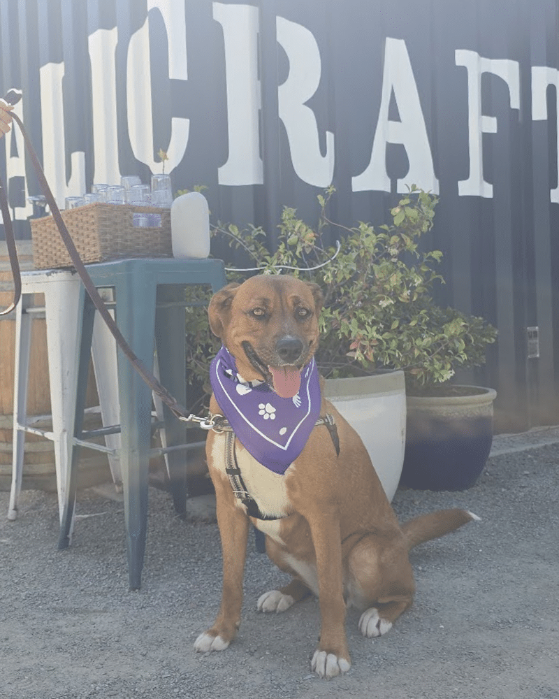 A brown dog wearing a purple bandana sits on gravel in front of a sign that says 'Calicraft.' There are outdoor tables and potted plants in the background, with sunlight illuminating the scene.
