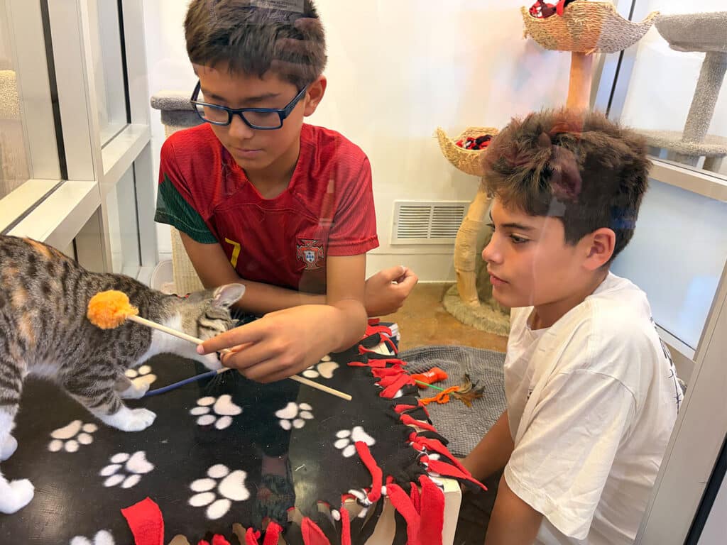 Two boys interact with a playful tabby kitten inside a glass enclosure. One boy, wearing a red shirt and glasses, uses a stick with a toy to attract the kitten's attention, while the other, in a white shirt, observes attentively.