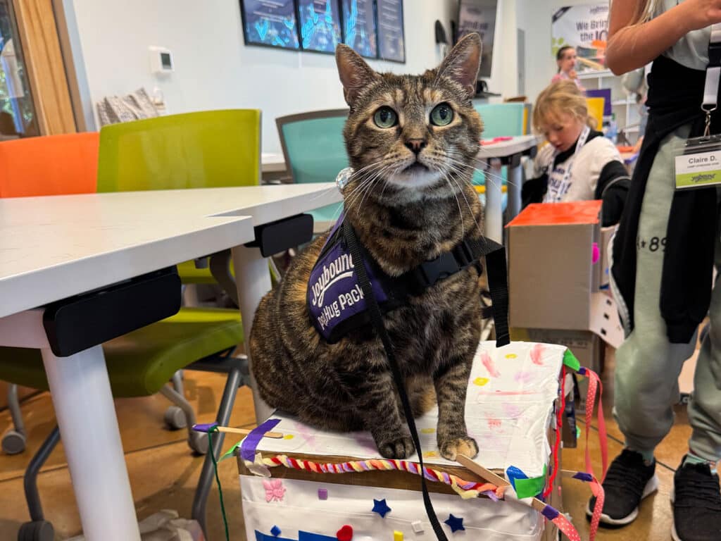 A brown tabby cat wearing a black vest labeled 'Camp Joybound' sits atop a colorful box in a room with bright chairs and tables. Children are engaged in activities in the background, with a large screen displaying information on the wall.