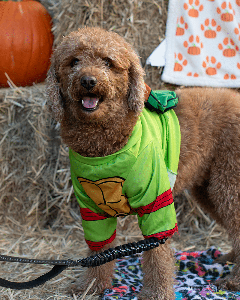 A brown curly-coated dog wearing a green superhero costume with a red belt stands on a colorful blanket. Behind the dog, there is a pumpkin and hay bales, creating a festive autumn setting.