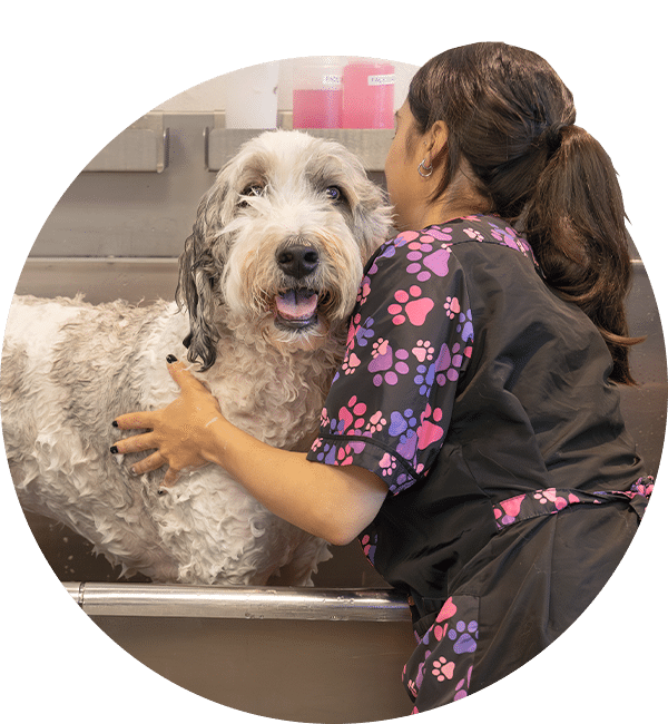 A groomer in a black uniform with pink paw prints bathes a shaggy white-and-gray dog in a stainless steel tub.