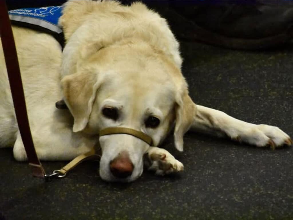 A yellow Labrador service dog lies on a dark floor with a harness and leash attached.