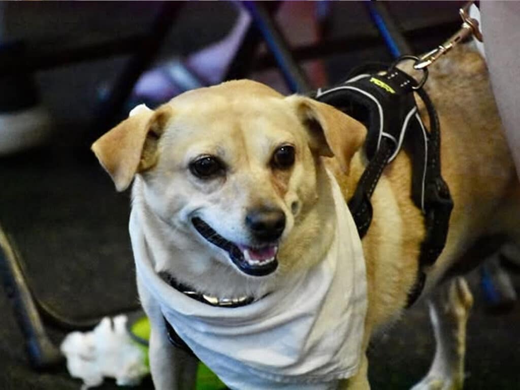 A small tan dog wearing a black harness and white bandana stands indoors on a dark floor with chairs in the background.