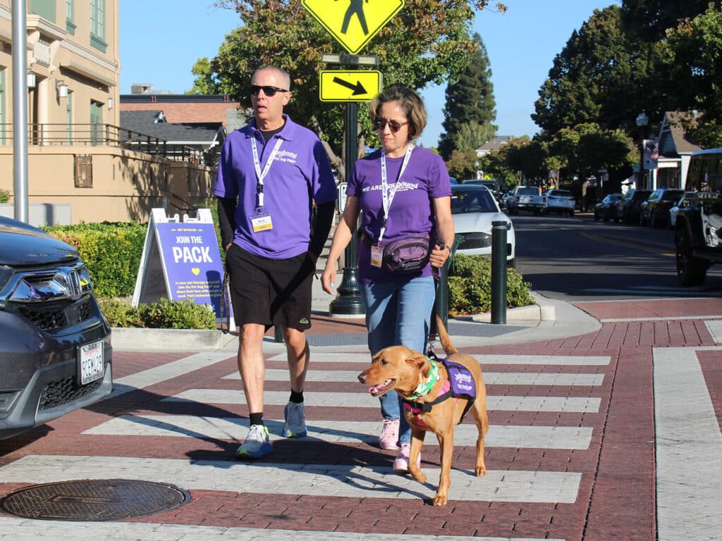 A man and woman wearing purple Joybound shirts walk a brown dog on a leash across a crosswalk in downtown Danville, with a street sign and parked cars nearby.