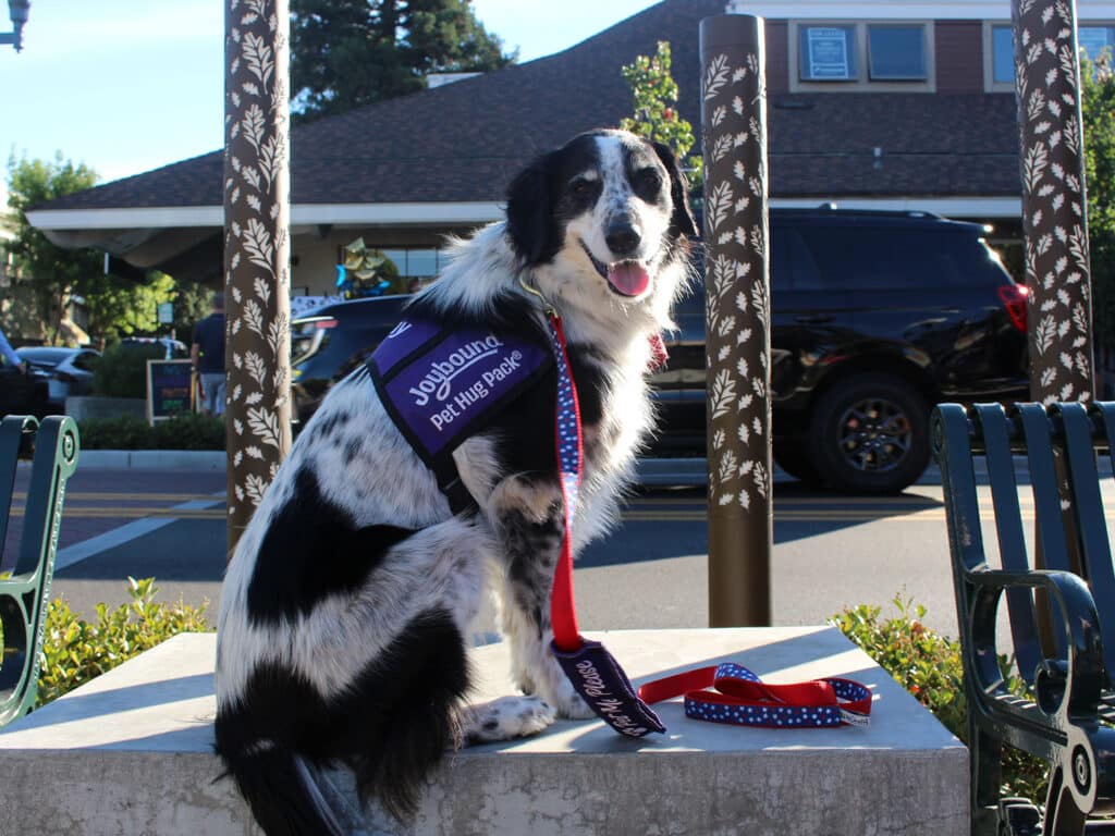 A black-and-white dog wearing a purple Joybound Petaluma vest sits on a stone bench, with a red and blue leash beside it and parked vehicles in the background.