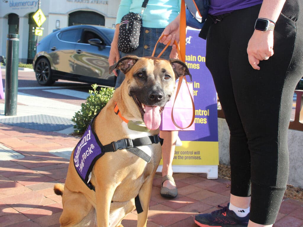 A tan dog wearing a purple vest and orange collar sits on a brick sidewalk beside two people, with a parked car and a downtown storefront in the background.