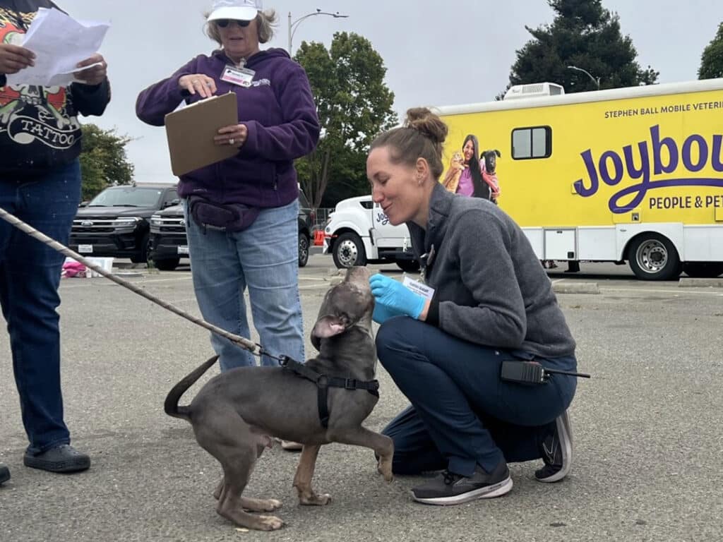 A woman crouches to pet a gray brindle dog on a leash in a parking lot, with volunteers holding clipboards and a yellow mobile veterinary clinic van in the background.