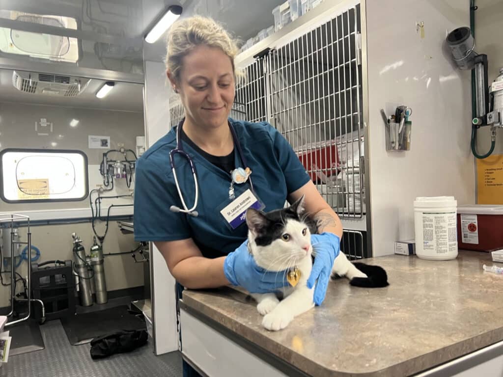 A veterinary worker in scrubs and blue gloves holds a black-and-white cat on a metal exam table inside a clinic, with cages and medical supplies in the background.