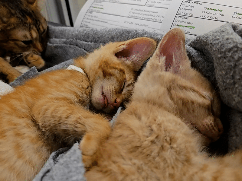 Two sleeping orange tabby kittens lie curled together in a gray blanket, with a third kitten partly visible in the background.