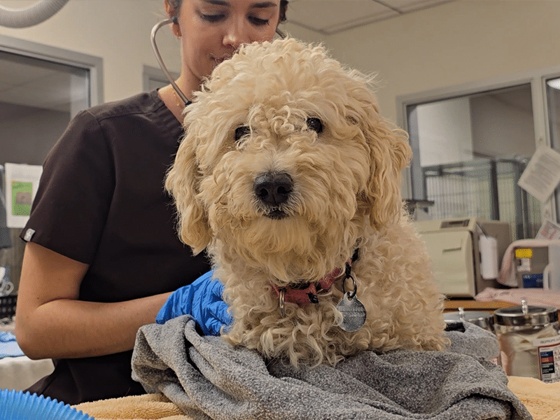 A curly cream-colored dog with a pink collar sits on towels while a veterinary worker in scrubs stands behind it in a clinic exam room.