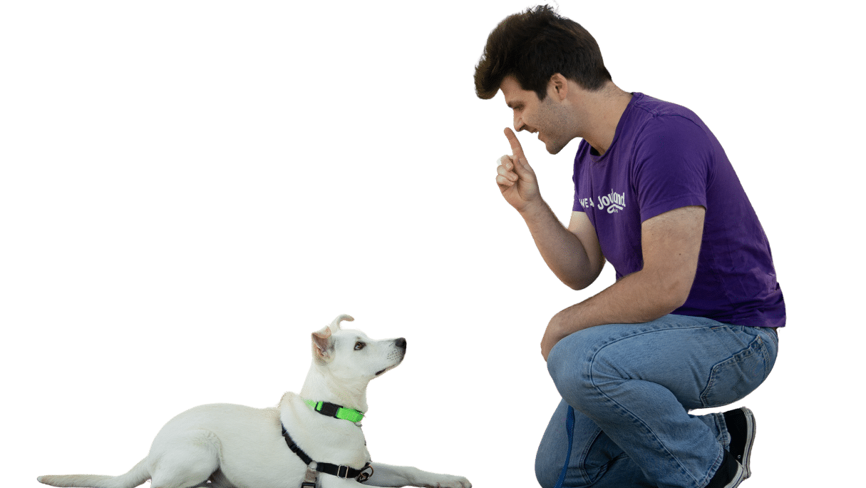 A man kneels beside a seated white dog during dog training, with a black leash and green collar visible against a plain background.