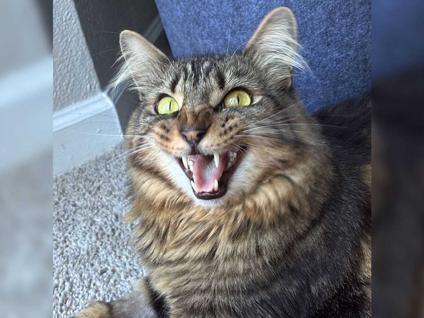 A long-haired tabby cat with yellow-green eyes and its mouth open, sitting on a carpet beside a blue cushion.