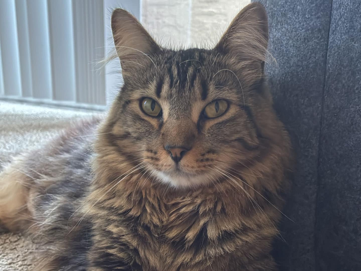 A long-haired tabby cat sits indoors beside a gray upholstered surface, with a bright window and light curtains in the background.