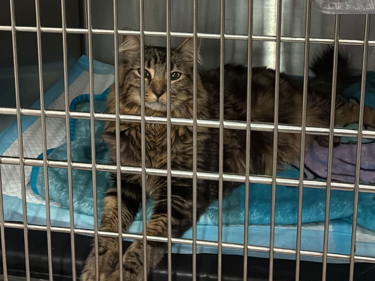 A long-haired tabby cat lies in a metal kennel on blue bedding, with a purple towel behind it.