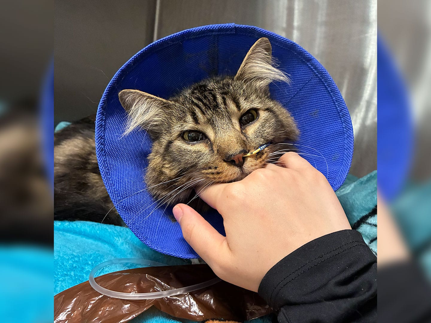 A tabby cat wearing a blue recovery cone lies on a blanket while a hand gently touches its chin.