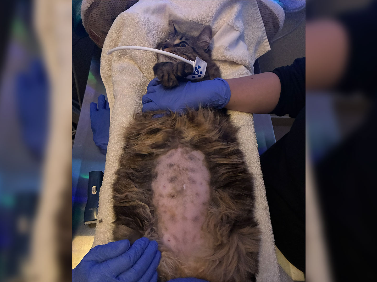 A fluffy tabby cat lies on its back on a padded treatment table while gloved hands hold a probe against its belly, with a medical monitor beside it.