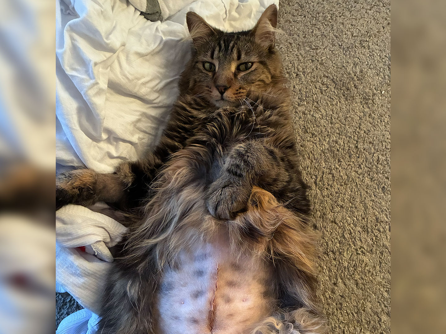A long-haired tabby cat lies on its back on a carpet beside a white blanket, showing its belly with visible spots.