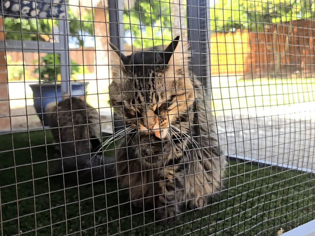 A long-haired tabby cat with its tongue out sits behind wire mesh on green turf, with another cat and outdoor fencing in the background.
