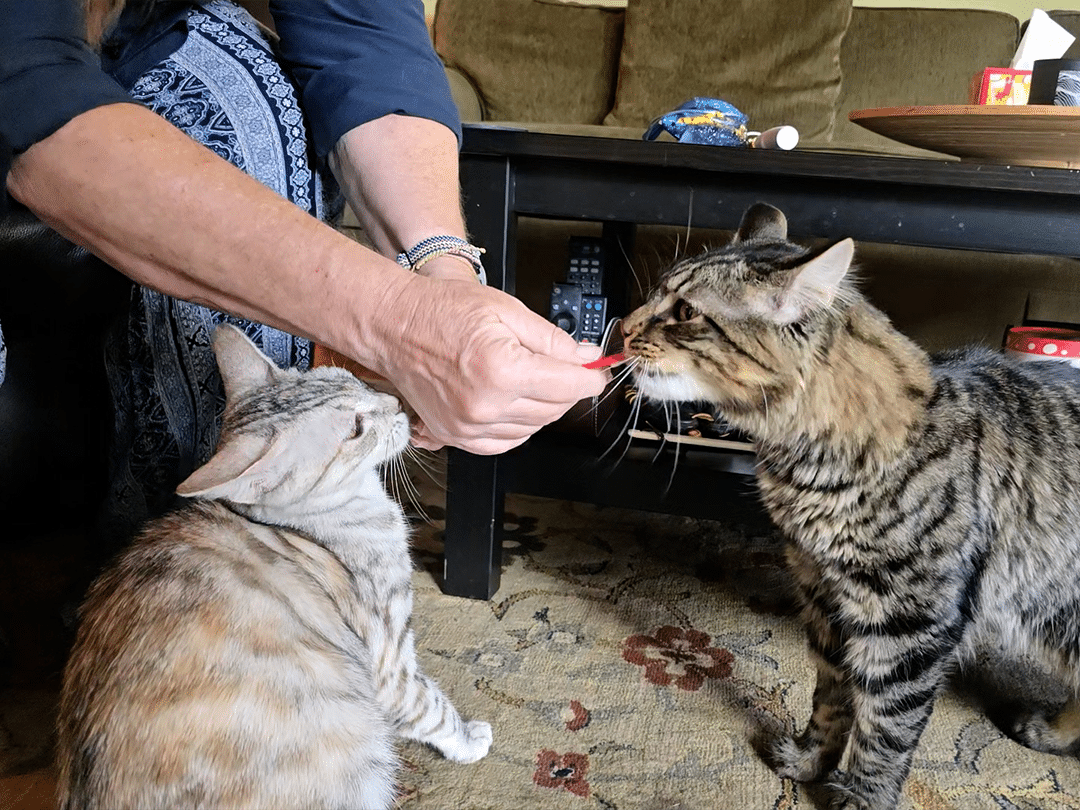 A person in a blue shirt holds a small red treat between two tabby cats in a living room, with a black coffee table and patterned rug behind them.
