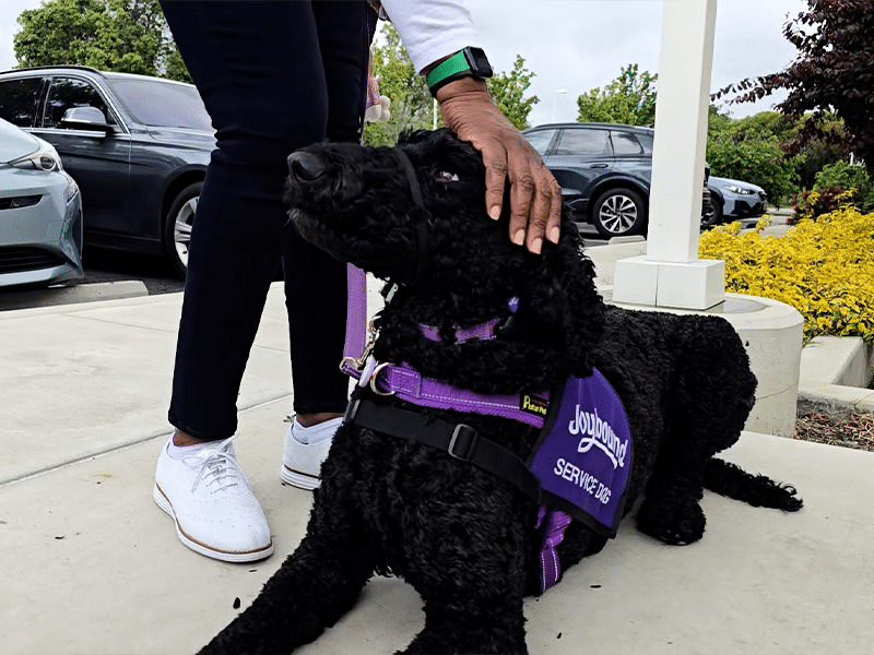 A black service dog in a purple JouleBright harness lies on a sidewalk while a person in white shoes and black pants pets its head, with parked cars and yellow flowers in the background.