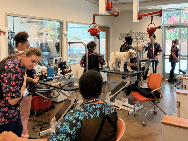 A dog grooming student trims a small white dog on a raised grooming table, with mirrors, tools, and several people working in a salon classroom.