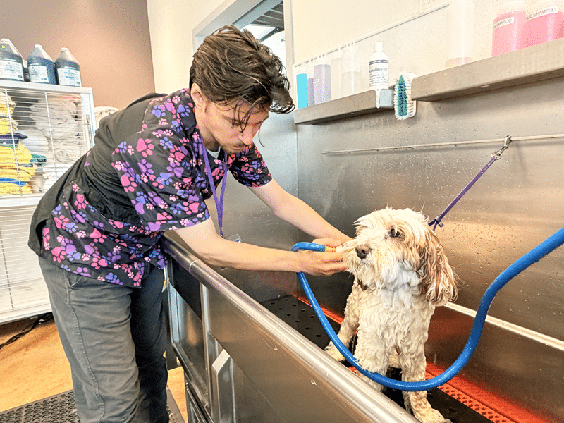 A person in a floral shirt bathes a small shaggy dog in a stainless steel grooming tub, with blue and orange hoses attached to the wash station.