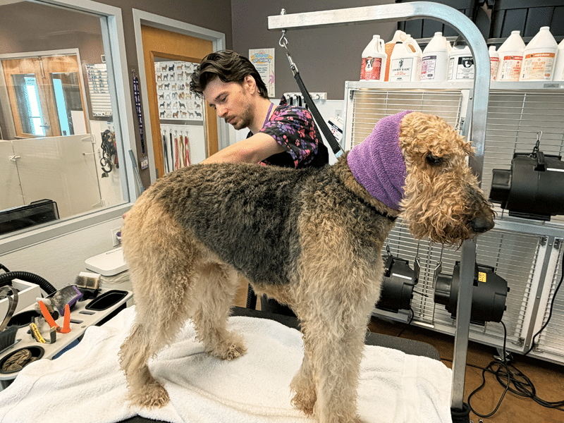 A groomer trims an Airedale Terrier on a grooming table, with a purple towel around its neck and grooming supplies on shelves in the background.