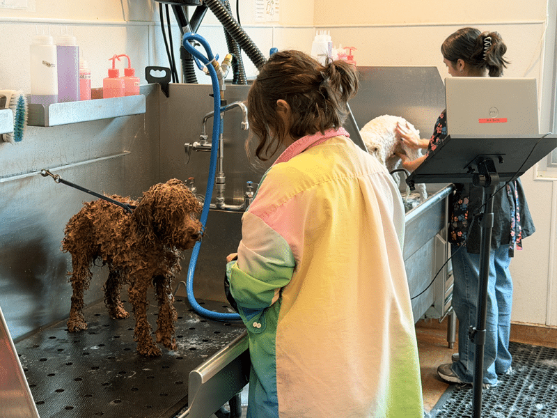 A woman in a colorful grooming smock washes a curly brown dog in a stainless steel pet tub, while another woman stands nearby with a towel and a grooming dryer.