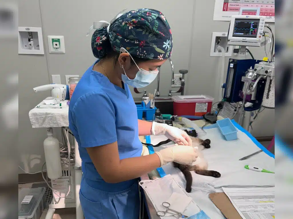 A veterinary staff member in blue scrubs and a surgical mask prepares a cat on an exam table in a clinic, with medical equipment and tools nearby.