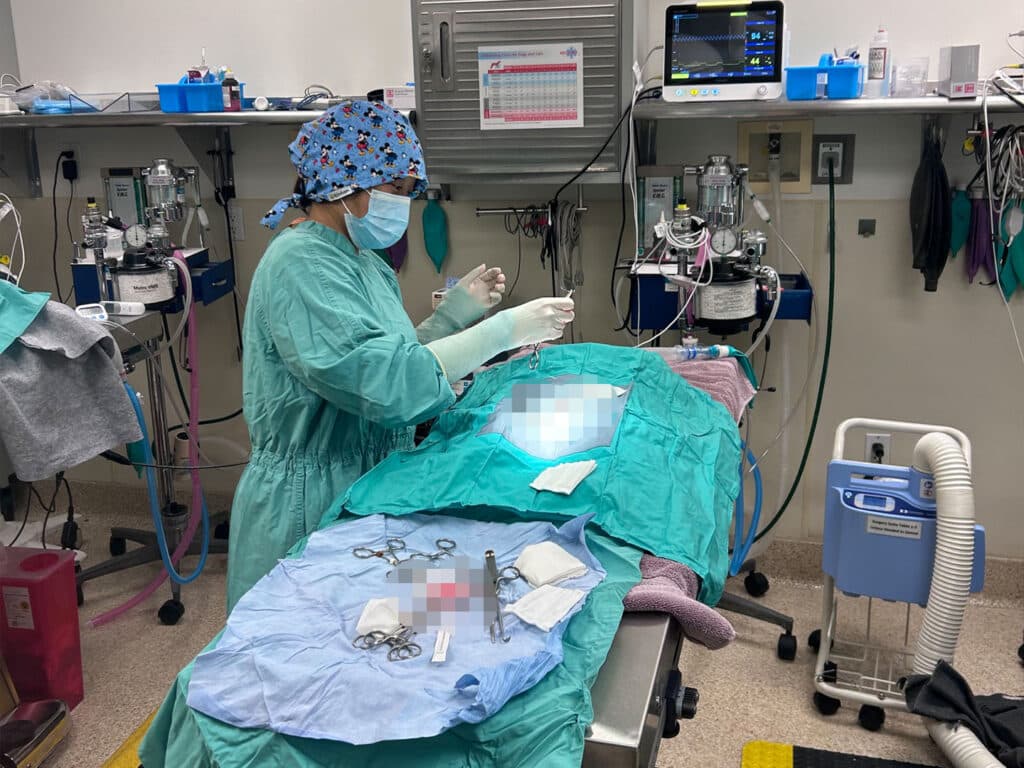 A masked veterinary staff member in surgical scrubs stands beside a sedated cat on an operating table in a clinic, with monitors, anesthesia equipment, and surgical tools around the room.
